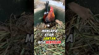 Mengapa Ayam Jantan Bisa Bertelur? #shorts