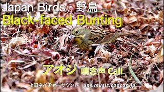 目で見るアオジの鳴き声Call / Black-faced Bunting