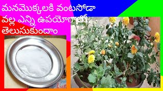 115 - మన మొక్కలకి # cooking soda # ఏవిధంగా ఉపయోగపడుతుంది.