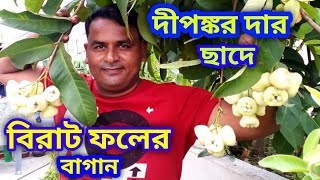 কলকাতার কেষ্টপুরের অসাধারণ ফলের বাগান। মাটি তৈরি থেকে ড্রামে গাছ করা। সবকিছু একটা ভিডিওর মধ্যে