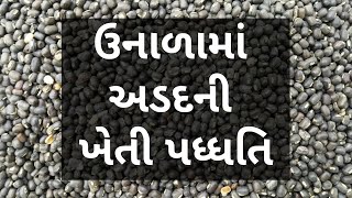 ઉનાળુ અડદની ખેતીમાં આટલું રાખો ધ્યાન | Agriscience