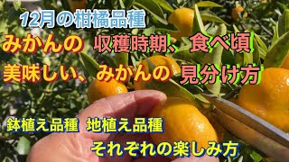 【みかん収穫時期、みかん食べ頃、美味しい、みかんの見分け方】柑橘類