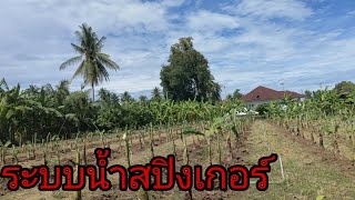 แปลงกล้วยหอม.ท่ายางจ.เพชรบุรี วางระบบน้ำก่อนระบบสปิงเกอร์