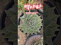 🌱 멕시코야생마리아. 다요니62사랑 다육사랑 다육집사 손톱멋진다육 매혹의창 succulent plants 나훈아 멕시코야생마리아