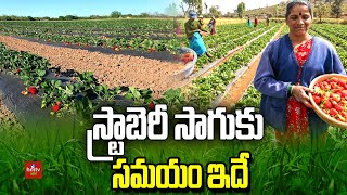 స్ట్రాబెరీ సాగుకు సమయం ఇదే | This is the Time for Strawberry Cultivation | hmtv Agri