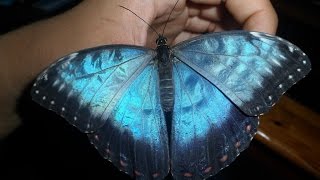 Blue Morpho butterfly (Morpho peleides)