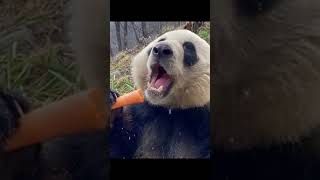 小兔子吃紅蘿蔔 #panda #大熊貓