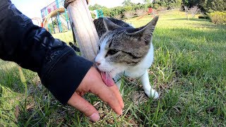 モフったお礼に手をザリザリと舐めてくれる猫