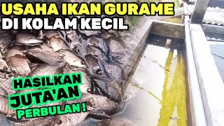 CARA MERAWAT IKAN GURAME DI KOLAM KECIL HASIL JUTA'AN‼️