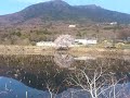 個人的に好きな風景　燧ヶ池の桜　03 04