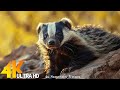 TANZANIA 4K [60FPS] - Discovery Relaxation Incredible Animals Film with Soothing Music