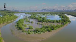 Shan Pui River Ponds, Nam Sang Wai, Hong Kong.-  1080p