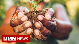 What you could be eating by 2050 - BBC News