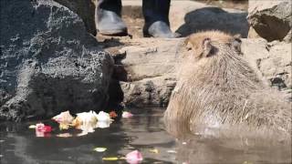 ＜イズハピ動画＞カピバラ一家が豪華な「バラ湯」を満喫～～～♪