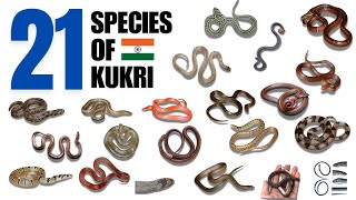 21 species of Kukri snakes found in India भारत मे पाए जाने वाले कूकरी साप की 21 प्रजातिया