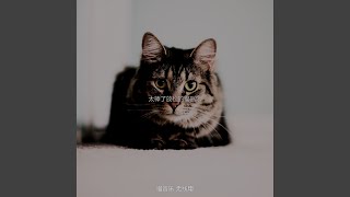 温和训练猫梦想