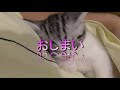 猫の赤ちゃん　人の抱っこで寝る　【ねこ cat】