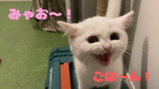 【子猫鳴き声】ごはんの時間になると全力で催促する子猫