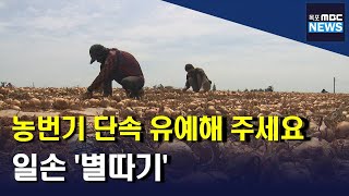 농번기 일손 구하기 별따기.. 단속 유예해 주세요[목포MBC 뉴스데스크]