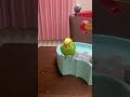 part 2 ❣️ぴぃちゃんの勝ち🏅😂 shorts セキセイインコ 水浴び