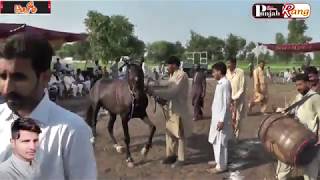 Best All Pakistan horse Dance / Syed Mosa Kamalia / 18,19 Aug 2019Meala Org Tanveer Shah -208