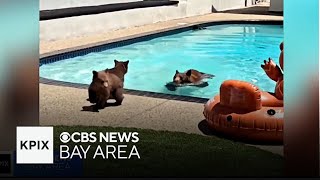 Adorable Family of Bears Keep Swimming in Southern California Pool
