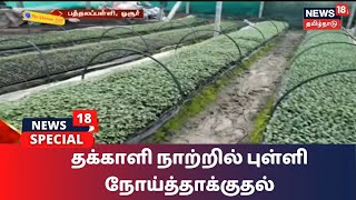 தக்காளி நாற்றில் புள்ளி நோய்த்தாக்குதல் - பழுப்பு நிறமாகி அழுகிடும் தக்காளிச்செடிகள் | Tomato