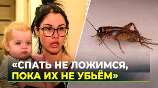 На Ямале сверчки взяли в осаду многоэтажный дом