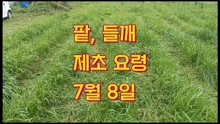 풀밭에 심은 첫번째 제초 요령, 풀 속에 들깨 구하기