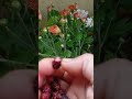 mulberry tasty beautiful garden cute fruits nature