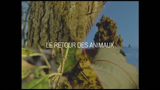 Nicolet - Le retour des animaux [Vidéoclip officiel]