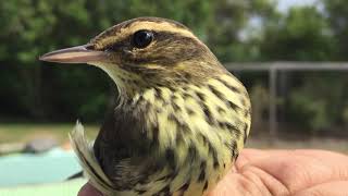 Northern Waterthrush | Art and Nature Block Island