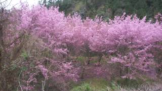 Wuling Farm cherry blossoms,Taichung,Taiwan武陵農場   粉紅佳人櫻花.MTS