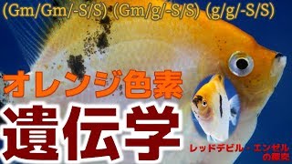 【遺伝】 ノートン博士の遺伝子表記法から読み解く、オレンジ色の謎について考察してみた【ふぶきテトラ】