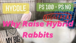 HYBRID RABBIT TALK - why we have them, why we’ll stay a hybrid rabbit breeder for long 🤓 (\u0026 more!)