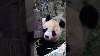 圆梦是最幸运的小熊，童年幸福，回来时成都基地新区已经建好住进大院子。身后又有法国第一夫人做靠山，一跃成为基地地位最高的小熊！(详情看评论区)