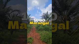 21 acre coconut farm sale Dindigul. Acre just 22 laks # agri # farms#dindigul #mainroad # viral