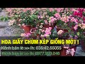 Hoa giấy chùm kép giống mới - trungkien garden / kênh bán lẻ :0354255055 /kênh bán sỉ: 0977999046.