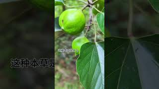 山间无闲草，认识就是宝 中草药 大自然的馈赠 识百草 内容启发搜索