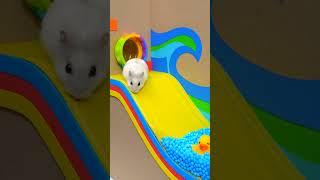 The Awesome Hamster Pool Maze 🐹 Homura Ham Pets
