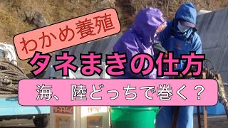 【わかめ養殖】種まきの仕方、陸、海でまくメリット、デメリット