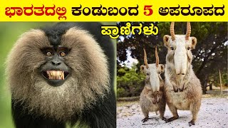 ಭಾರತದಲ್ಲಿ ಕಂಡುಬರುವ ಅಪರೂಪದ ಪ್ರಾಣಿಗಳು | Rarest Animals in Asea | Animals of India | Vismaya tv