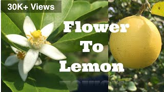 Timelapse ||lemon flower to lemon ||Farmer's Son|| A to Z ||#farmersson #satisfying #timelapse