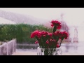 30 Minute Beautiful Relaxing Music with Rain Sound||Calming Piano Music||Soothing Music||