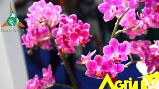 AgriTV : Holland Pavilion Horti ASIA 2015 II