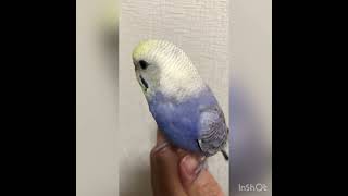 セキセイインコ　生後3ヶ月　ヒナ換羽