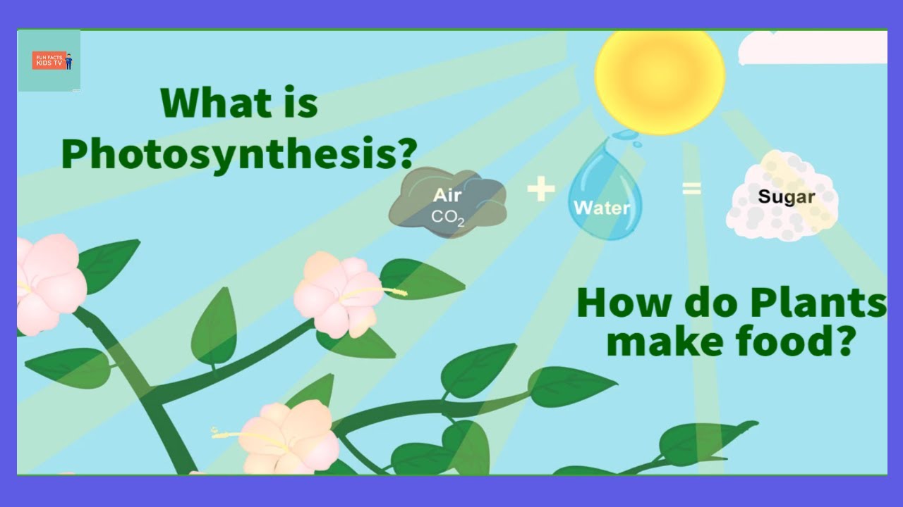 Photosynthesis | How Do Plants Make Food? | Science For Kids - YouTube