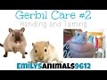 Gerbil Care #2 | Handling and Taming Gerbil Care #2 | Handling and Taming