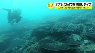 2020年12月19 日の宮崎・延岡ダイビング～301本目　オアシス№1で生物探しダイブ