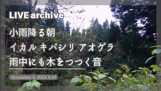 自然音│朝の森 小雨 野鳥の声 獣避け空砲音 アオゲラ ホオジロ イカル│11/05/2024│podcast│BGM 作業用 癒し リラクゼーション│新潟県阿賀町